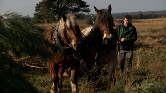 Werken met paarden is beter voor het kwetsbare stuifzand