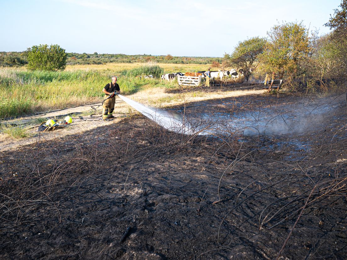 Zo'n 2000 vierkante meter is verbrand in de duinen van Goedereede.