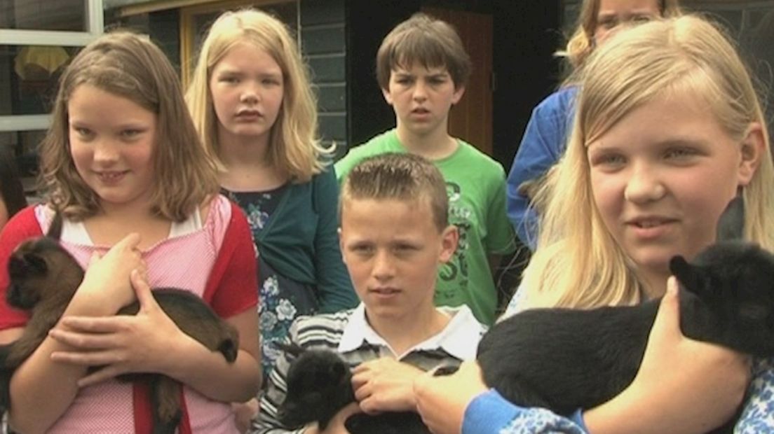 Geit krijgt vierling in Nijverdal