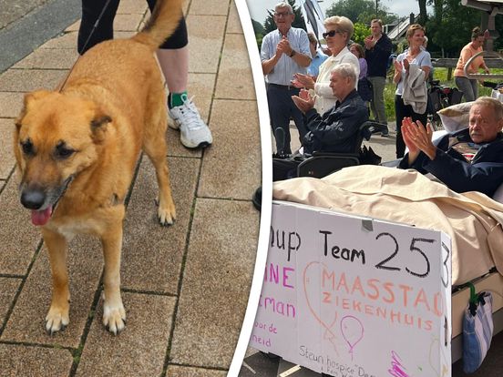 LIVE Roparun: Hond 'Draak' loopt mee met Roparun | Terminale toeschouwer klapt vanuit bed