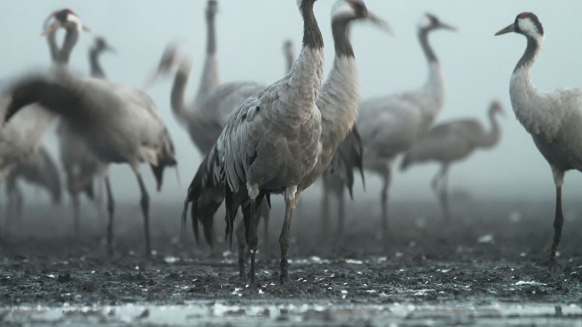 Kraanvogels vinden Sint Philipsland ongeschikt om jongen op te voeden