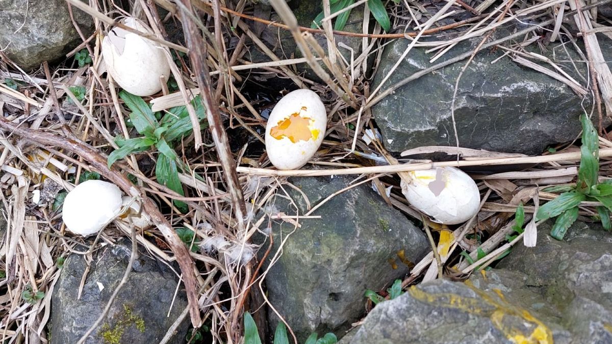 Twee stropers van ganzeneieren betrapt in een bootje in Terherne