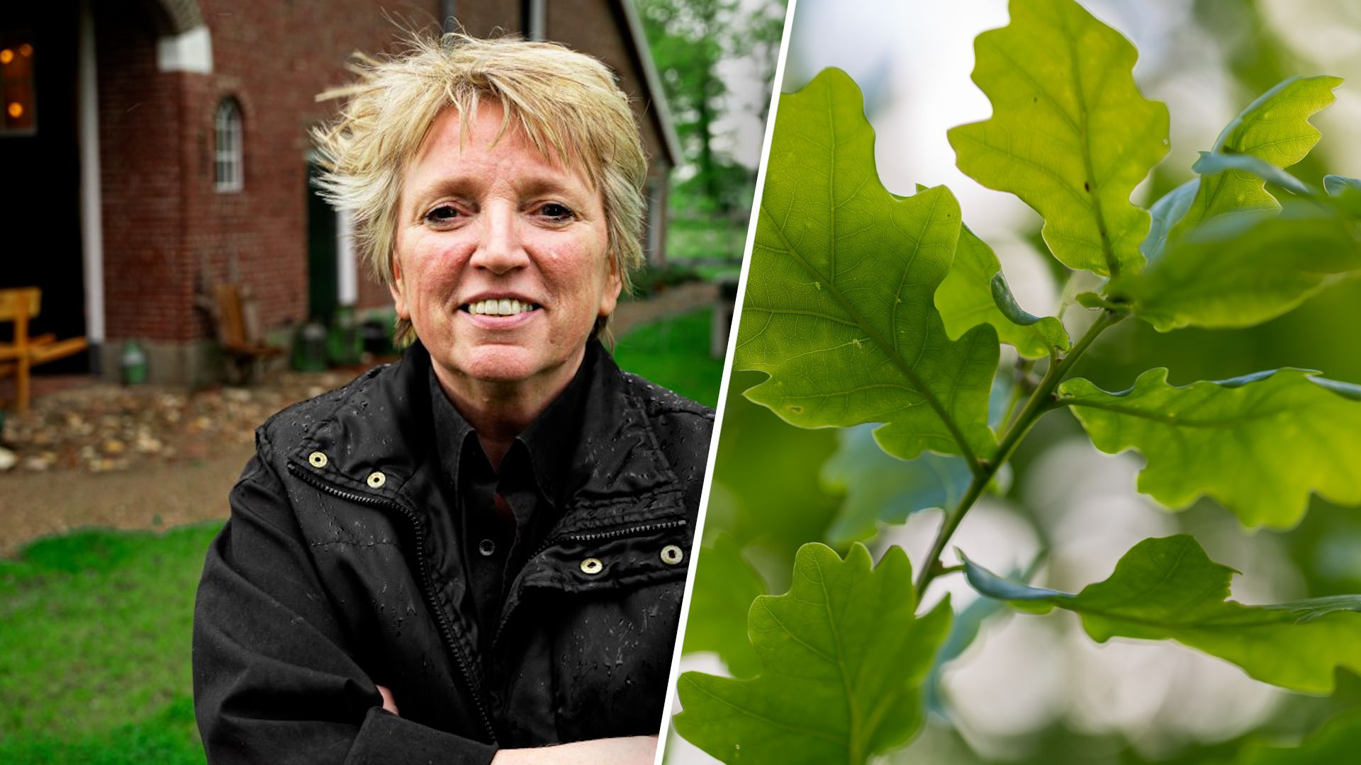 Gevallen boom staat op het menu: 'We eten hem op'