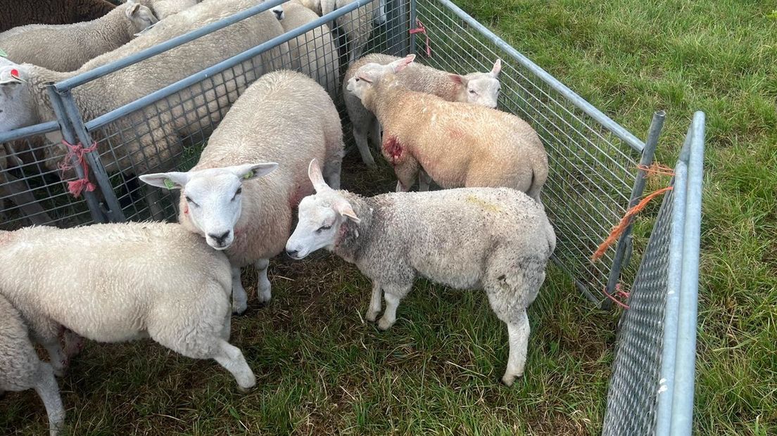 Gewonde schapen in Vledder