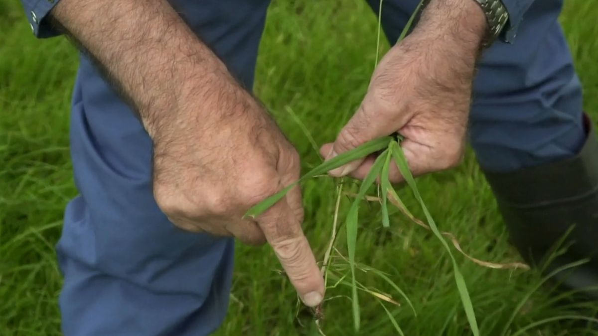 Helpende hand voor boeren in Drenthe: de weidecoach