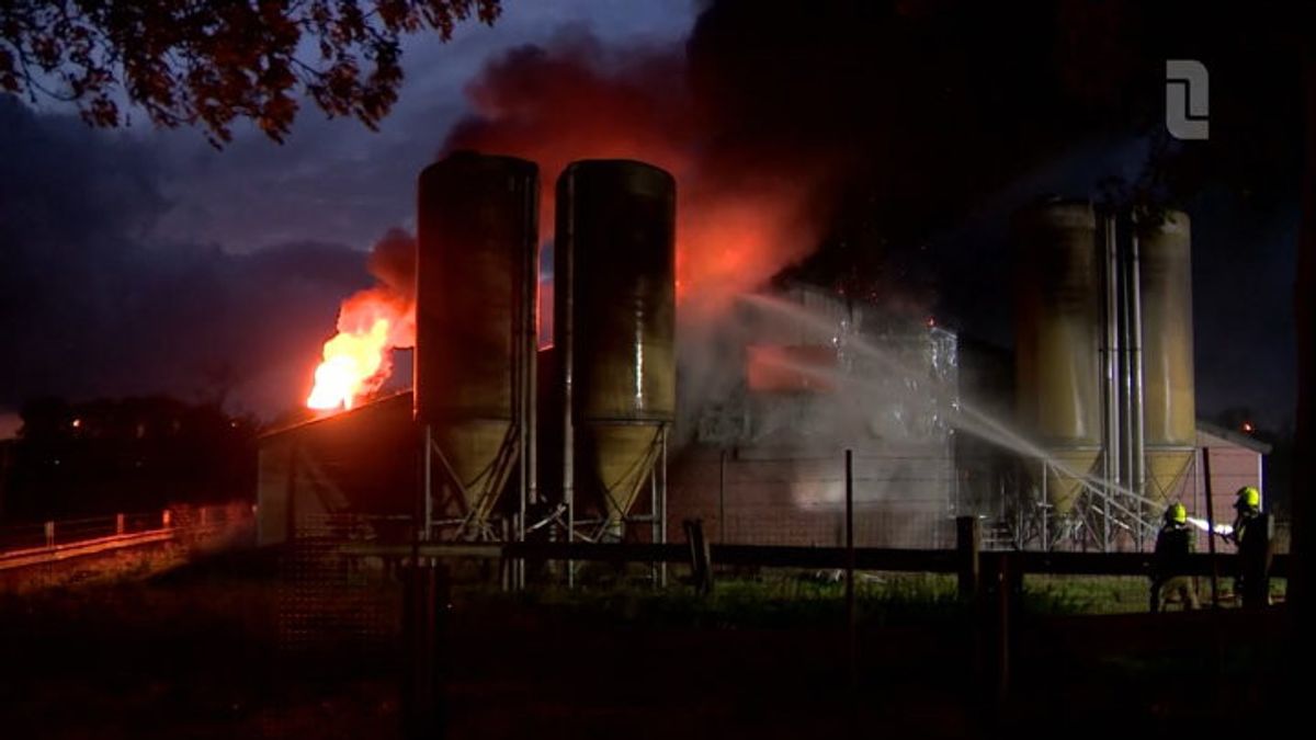 Stalbrand in Dieteren: 700 varkens komen om in vlammenzee