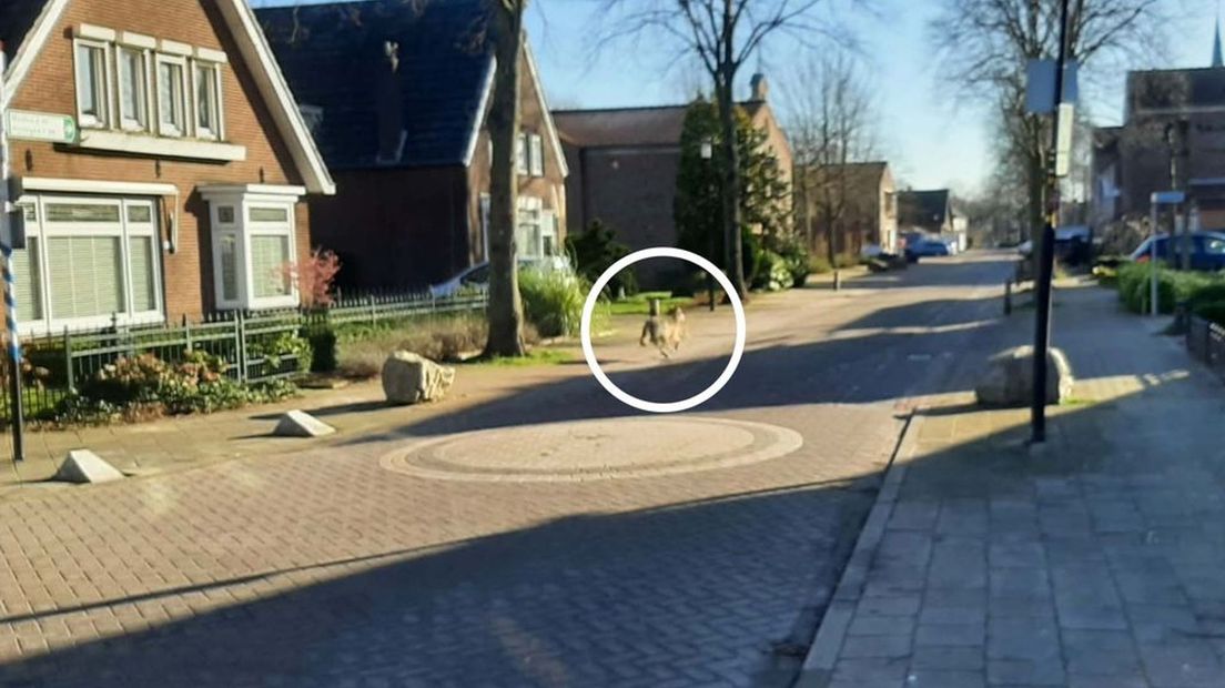 De wolf rent weg van hoek de Dorpsstraat/Looistraat in Heumen.