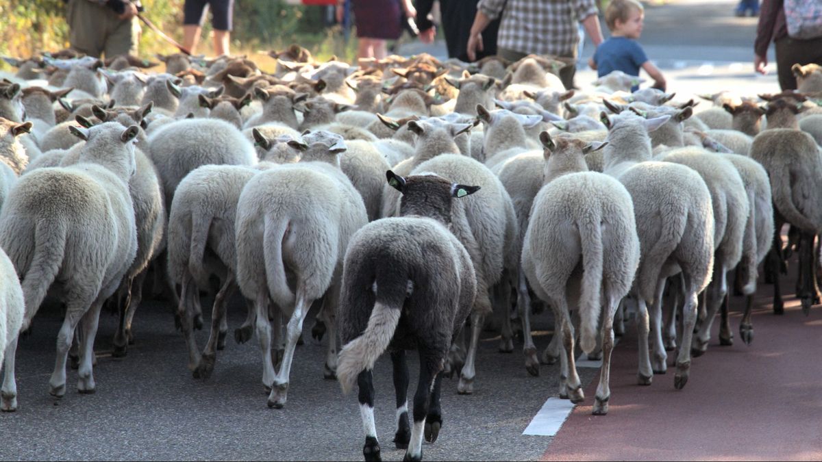 In beeld schapenmarkt op Helders Fees in Hellendoorn RTV Oost