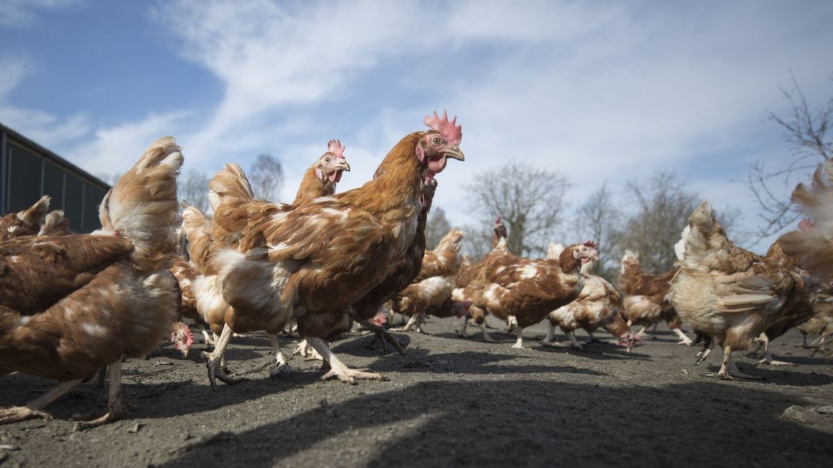 Kippenboer uit Orvelte in de race voor titel Agrarisch Ondernemer van het Jaar