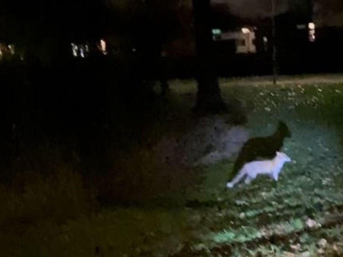 Een vos, gespot aan de Nassauweg in Dordrecht