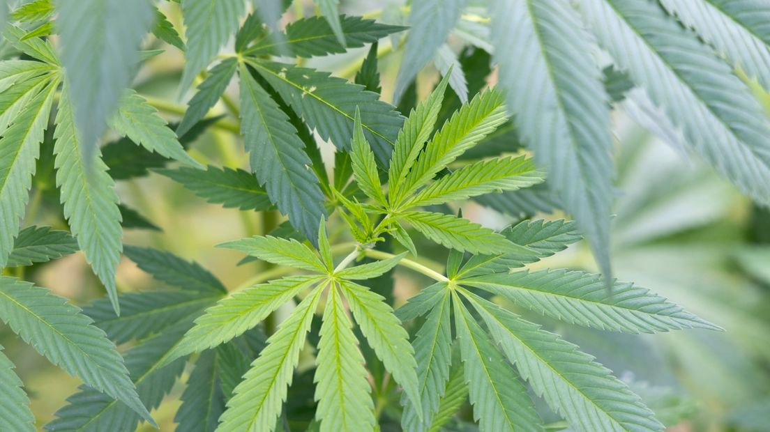 Marihuana van de wietplant wordt onder softdrugs gerekend