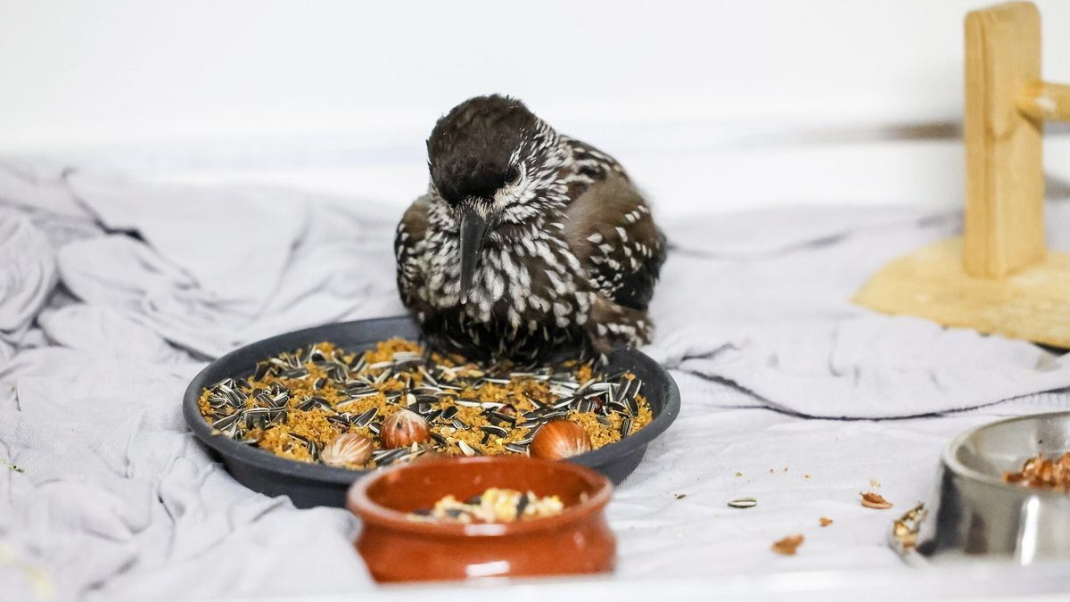 Zeldzame vogel gered uit tuin in Dokkum: 