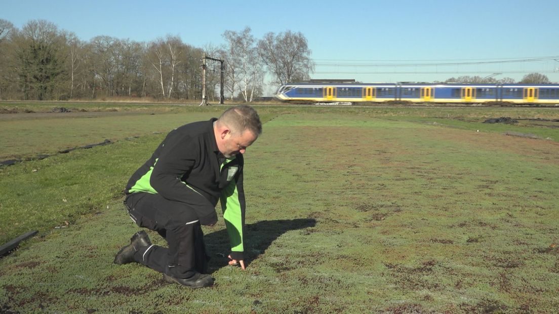 Rolph Markvoort inspecteert zijn sedums