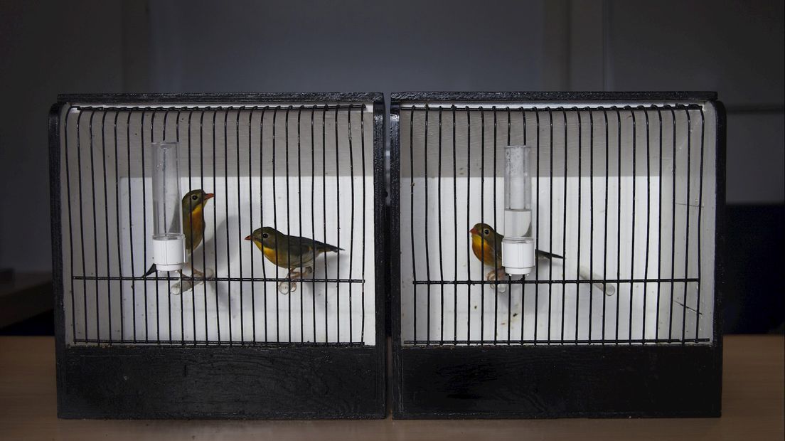 Vogels in beslag genomen tijdens vogelmarkt Zwolle