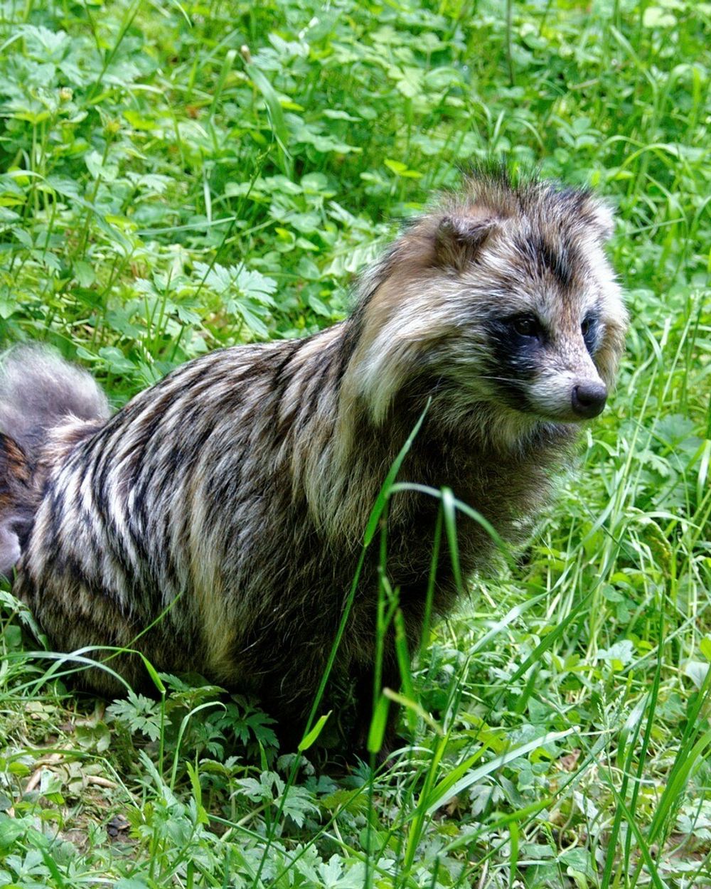 Wasbeerhond Duikt Vaker Op Maar Is Niet Welkom RTV Drenthe wasbeerhond-duikt-vaker-op-maar-is-niet-welkom-rtv-drenthe