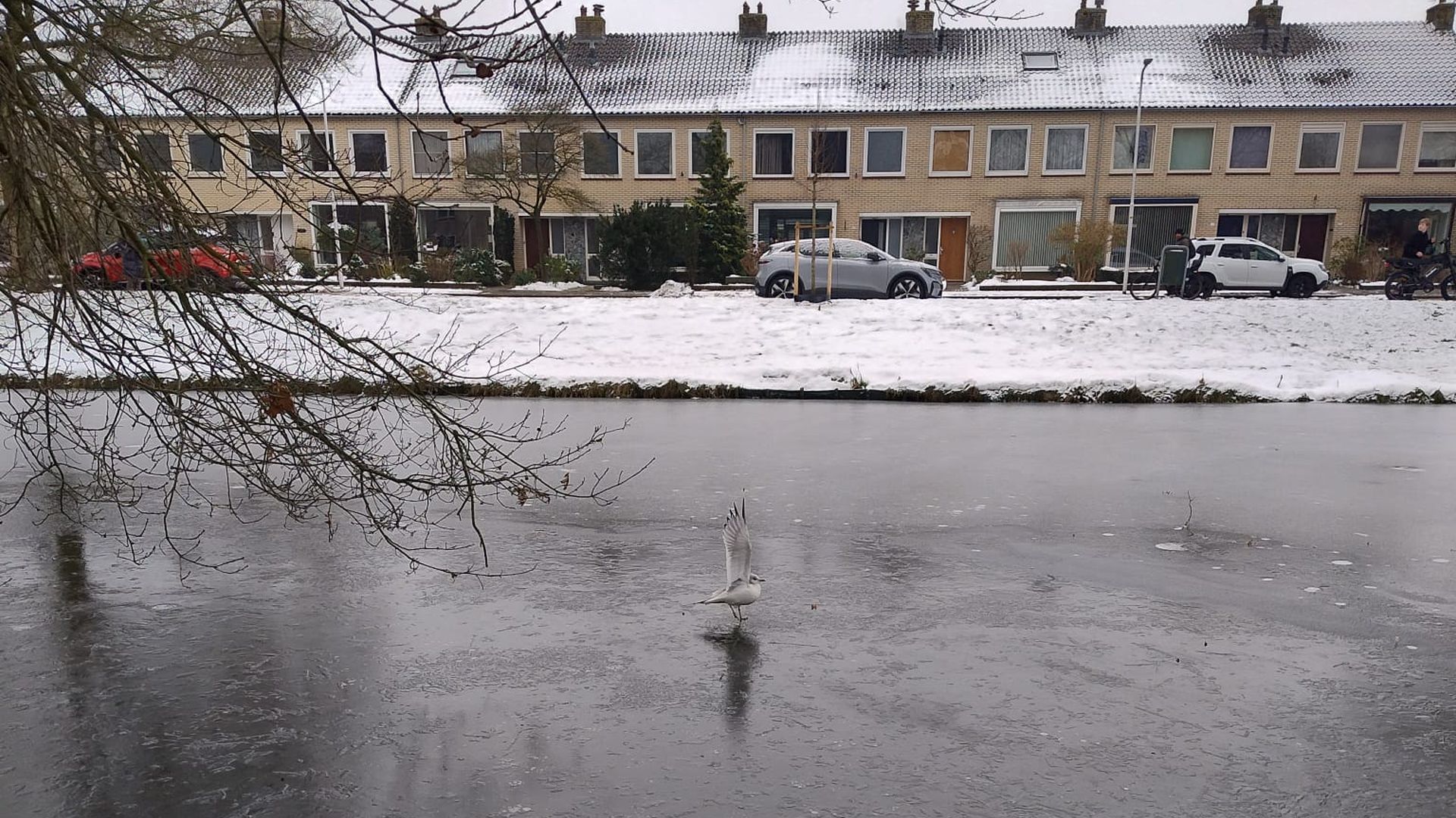 Verstrikte meeuw vast op ijs