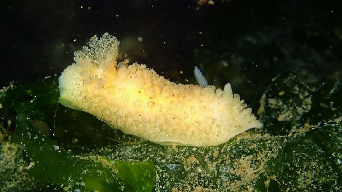 Nieuwe zeenaaktslak in Oosterschelde