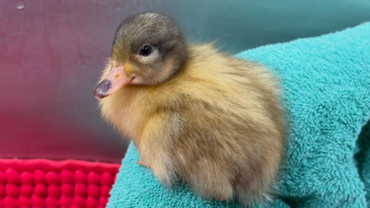 Uitgeput eendje dobbert alleen rond na dodelijk ongeluk mama-eend