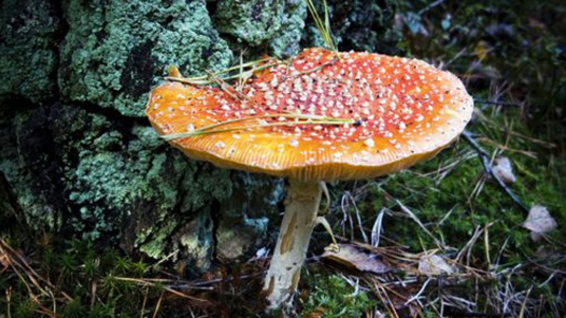 Verbod op paddenstoelen plukken