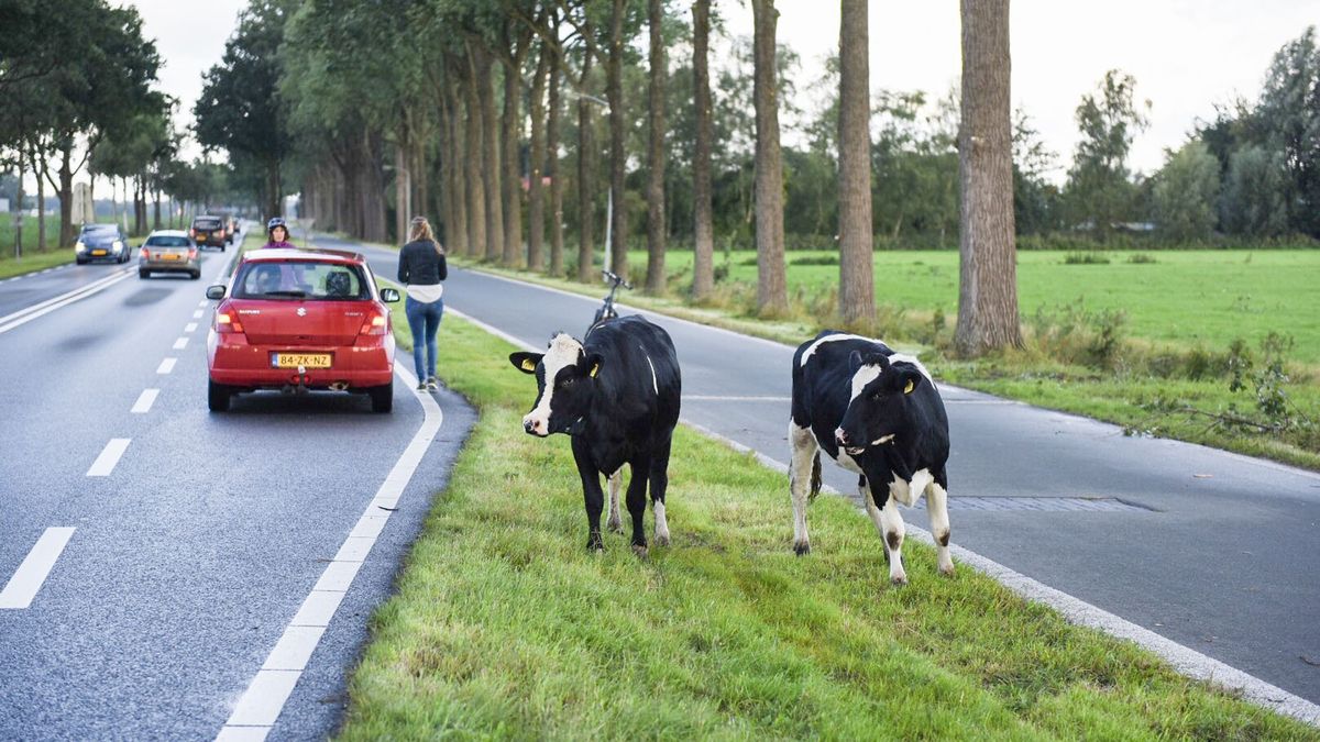 Ontsnapte koeien zorgen voor verkeershinder