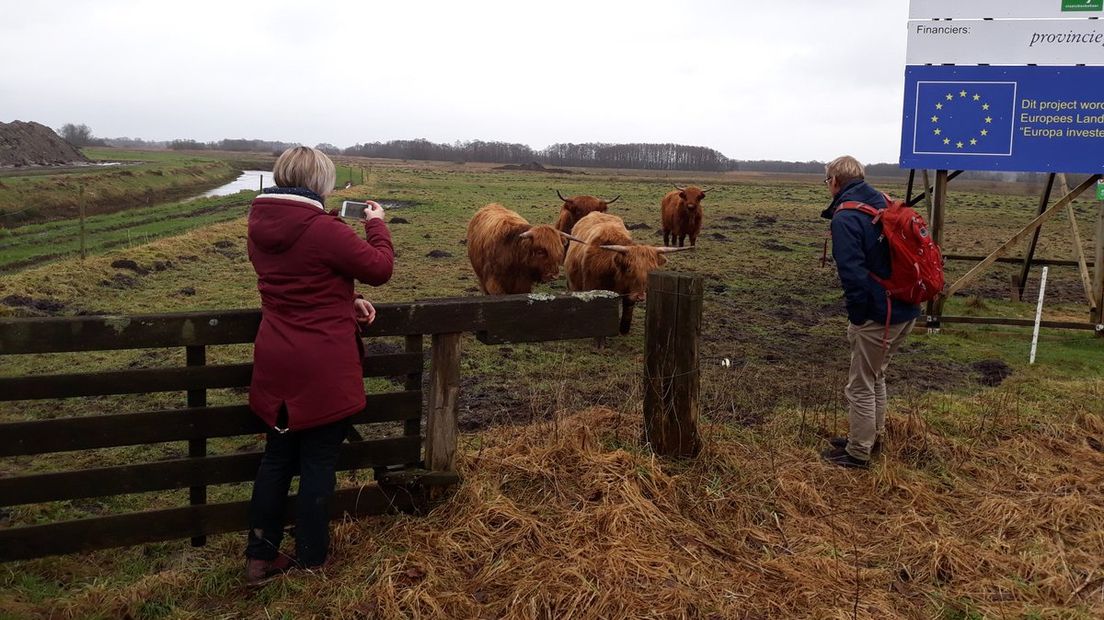 ROEG! ging op bezoek bij Schotse Hooglanders (Rechten: Albert Broekman)