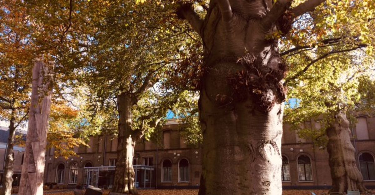 De boom staat komende maanden centraal in het Dordrechts Museum - Rijnmond