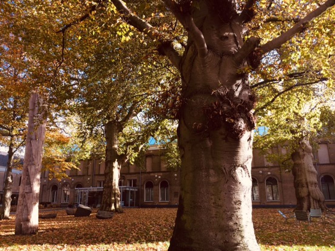 De tuin van het Dordrechts Museum