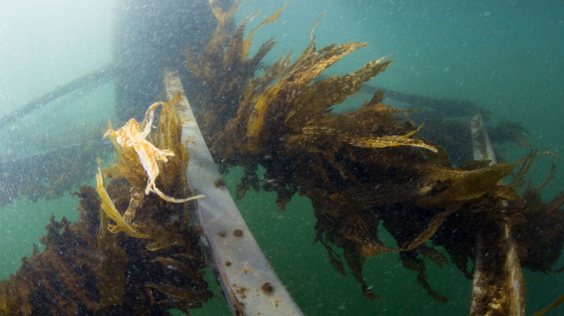 Het zeewier groeit onder water voor de kust van Scheveningen