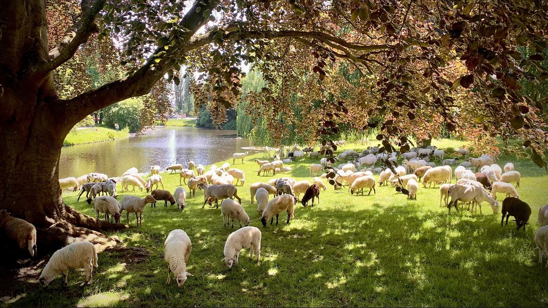 De schapen in het Noorderplantsoen