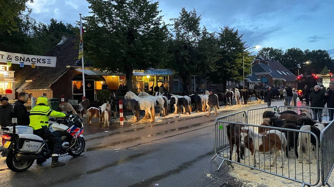 Tientallen paarden en pony's langs de kant van de weg