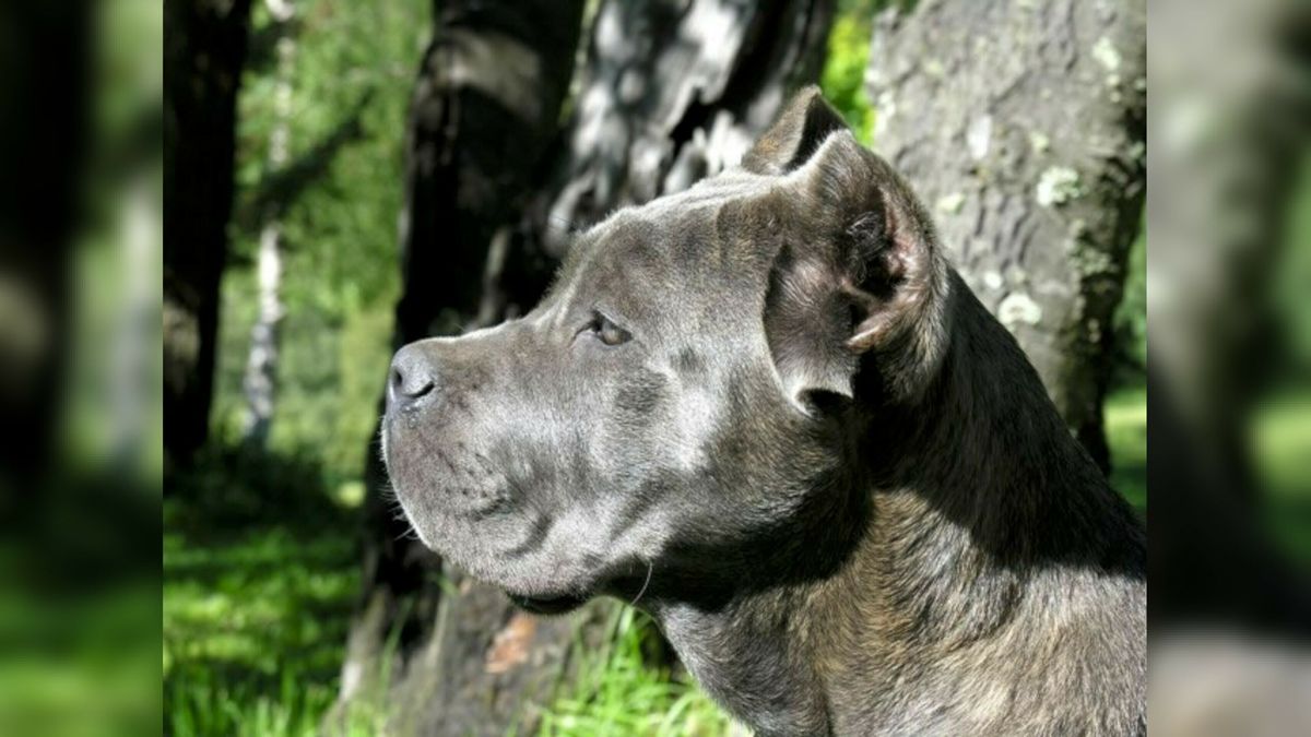 Hond die kind (6) twee keer beet mag niet meer terug naar baasje in Zuidlaren