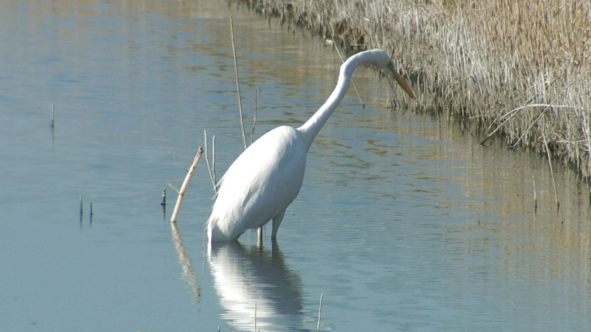 Hoe een zeearend ervoor zorgde dat er nu grote zilverreigers broeden bij de Afsluitdijk