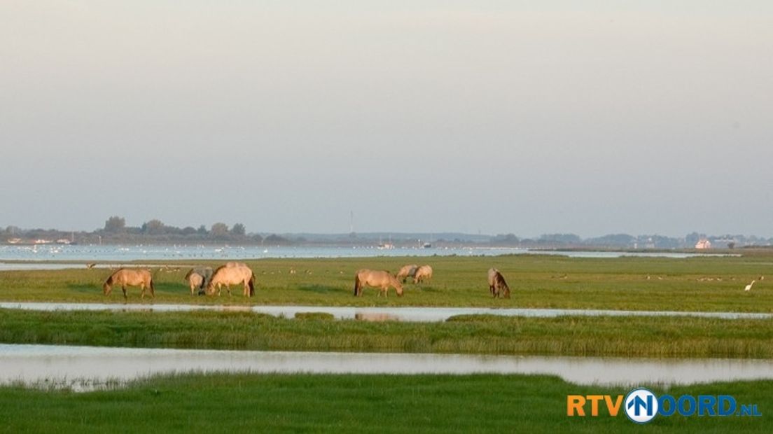 Lauwersmeergebied