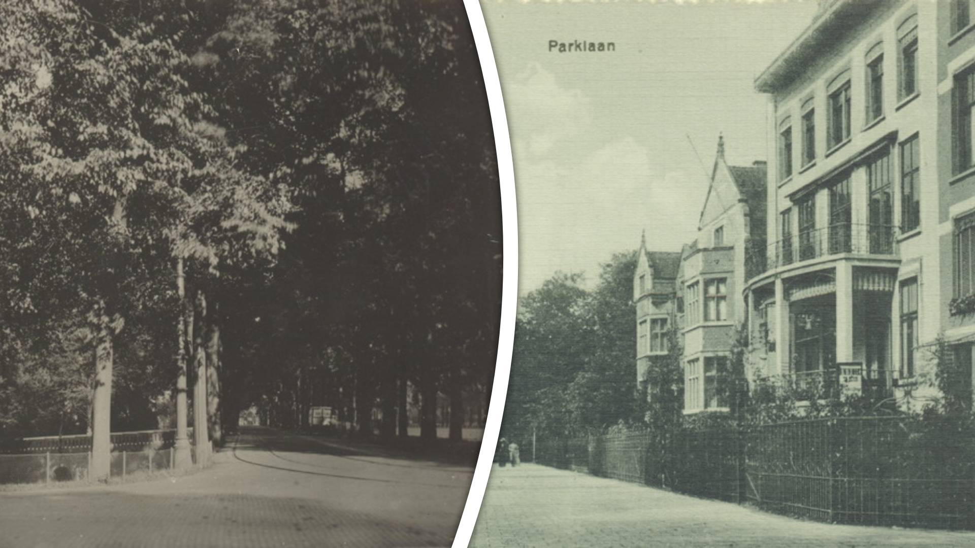 Aan de Parklaan in Rotterdam vind je veel groen en statige panden