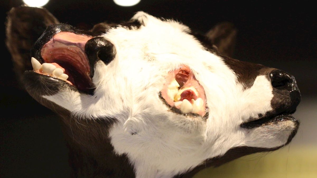 Driekoppig kalf uit Tilligte is volgens huidige wetenschap onverklaarbaar