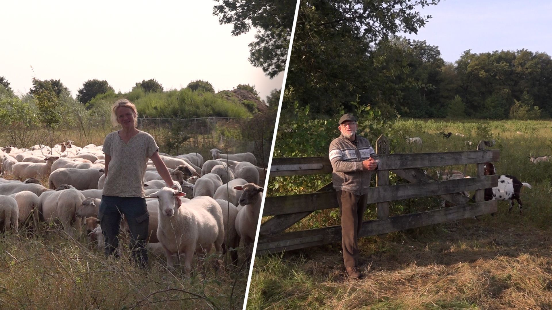 De kuddes van herder Hester en Hans zijn getroffen door het blauwtongvirus.