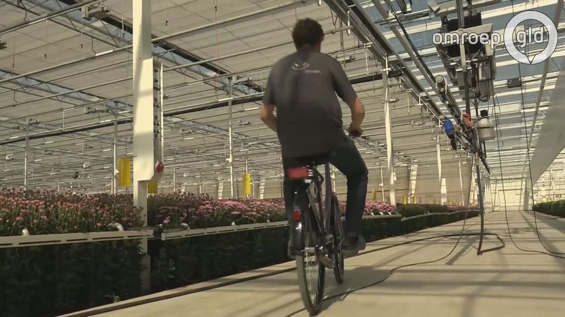 De oppervlakte van de nieuwe chrysantenkas van Koen Kreling in Zuilichem is zo groot dat zijn werknemers een fiets nodig hebben om hun werk te kunnen doen. De bloemen worden gekweekt op 12 hectare grond onder glas.