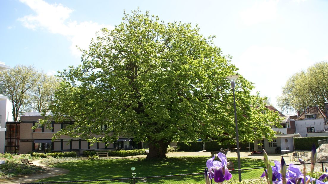 De Majesteit in de tuin van het Gasthuis