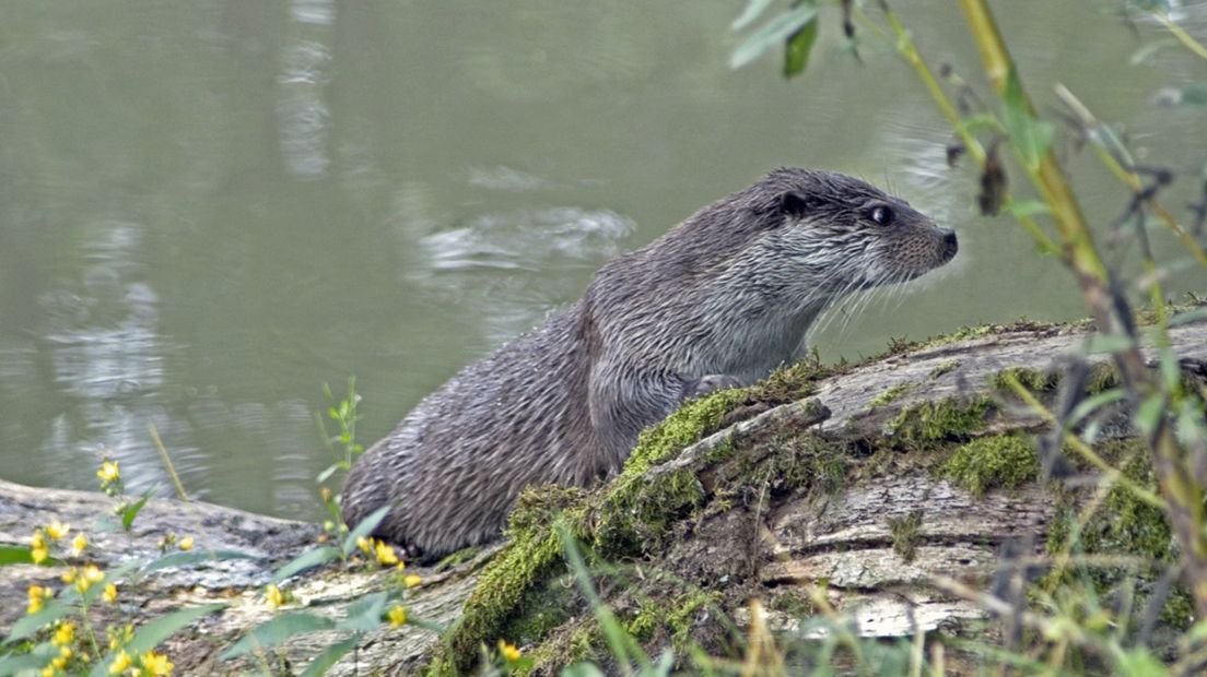 Een otter.