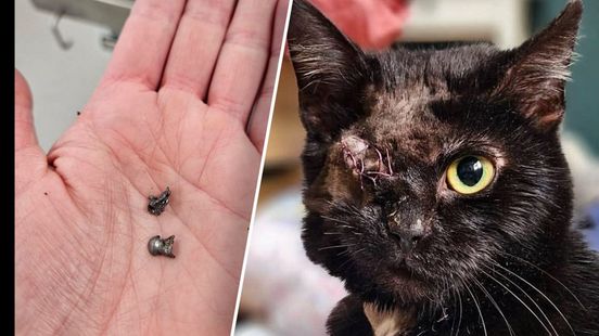 Poes Bambi werd neergeschoten, nu heeft ze eindelijk een nieuw thuis