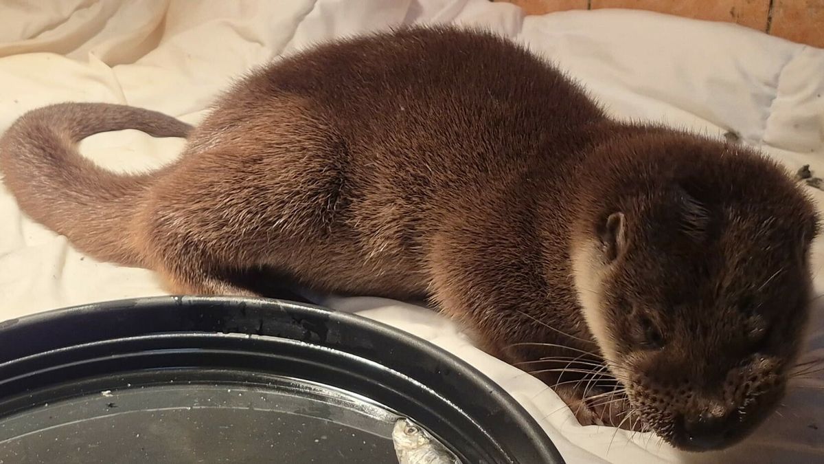 VIDEO: Jonge otter gevonden in Dokkum en naar De Fûgelpits gebracht