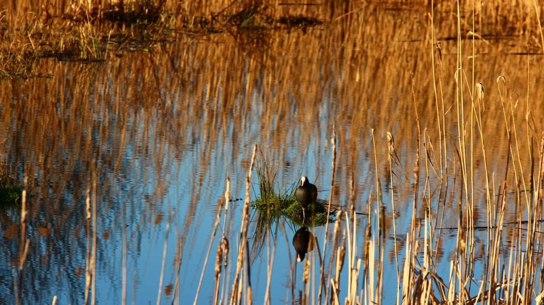 De zon wordt ook door de bewoners van natuurgebied de Oude Kene in Hoogeveen gewaardeerd