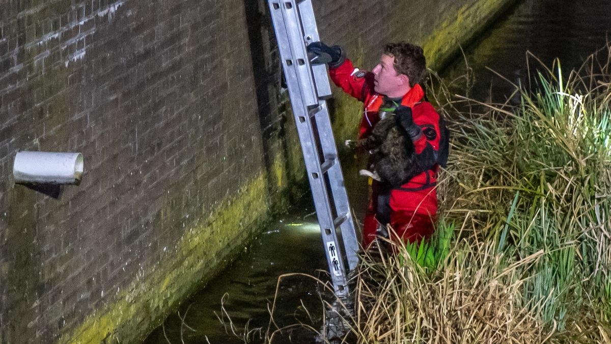 Brandweer redt miauwende kat uit gracht in Leeuwarden | Automobilist knalt tegen plantenbak