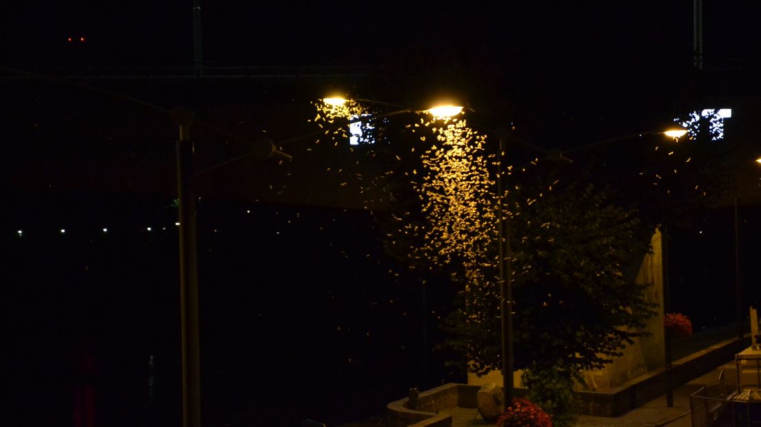 Duizenden insecten vliegen rond de lantaarnpalen aan de Arnhemse Rijnkade. Volgens omwonenden is het een zeer opvallend natuurverschijnsel. Om wat voor beestje het gaat is nog niet helemaal duidelijk, vermoedelijk gaat het om haften.