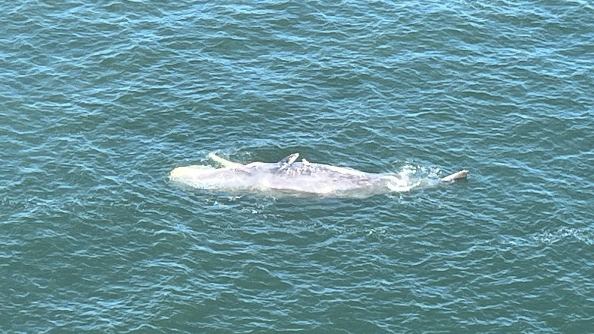 Kustwacht vindt verdwenen potvis terug voor kust bij Renesse