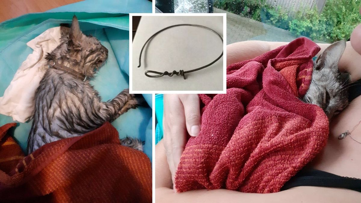 'Iemand is bewust bezig de katten in Ritthem te vermoorden en de baasjes angst aan te jagen'