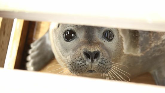 Vogelgriep maakt zeehond ziek, ook vossen kunnen worden besmet Nieuws