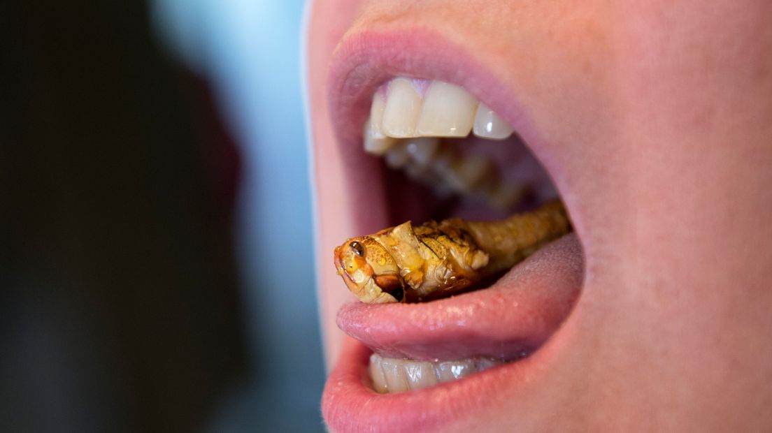 De leerlingen van het Montessori College Nijmegen gaan aan de insecten. Tenminste, als het aan de school ligt. Ze hebben er duurzaamheid hoog in het vaandel staan en onder het motto jong geleerd is oud gedaan komen er nu insecten op het menu van de schoolkantine.