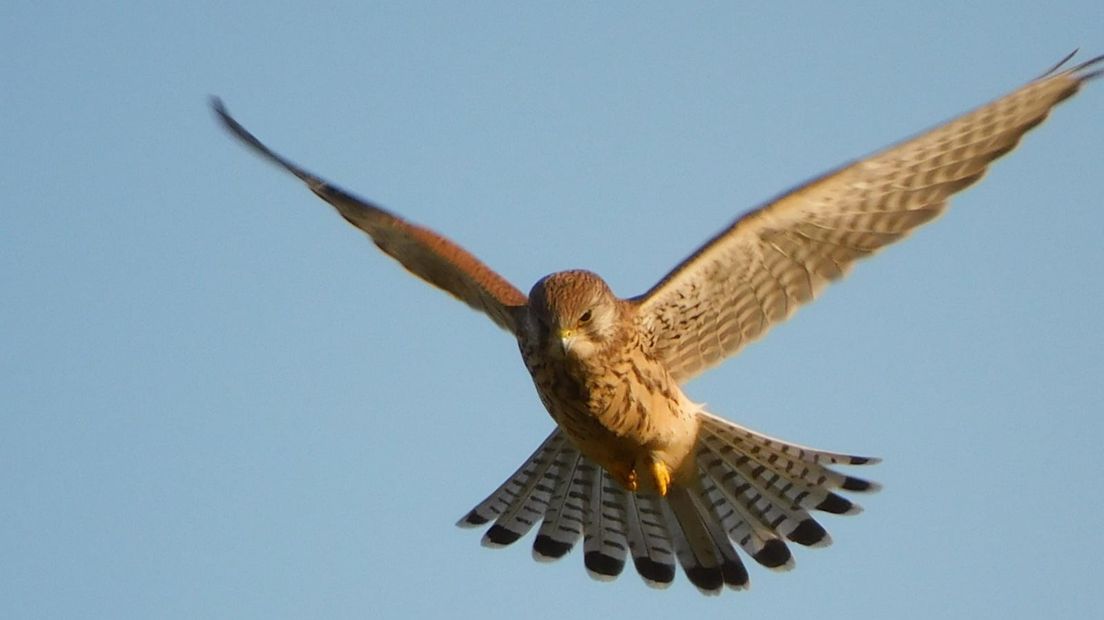 Een roofvogel gekiekt in de buurt van Ouwerkerk