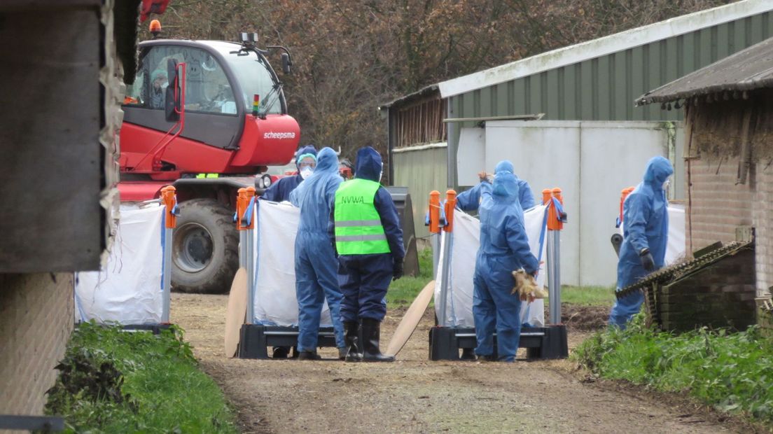 Het ruimen van tienduizenden eenden in Hierden is begonnen.